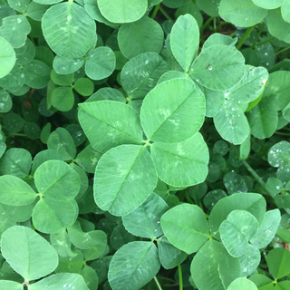 農業・家庭菜園など興味ある方🌿やってる方！