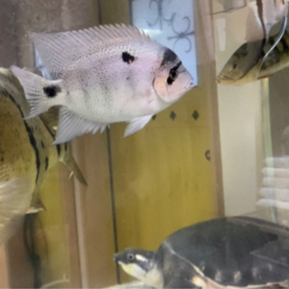 熱帯魚 14cm ヴィエジャ・アルゲンティア
