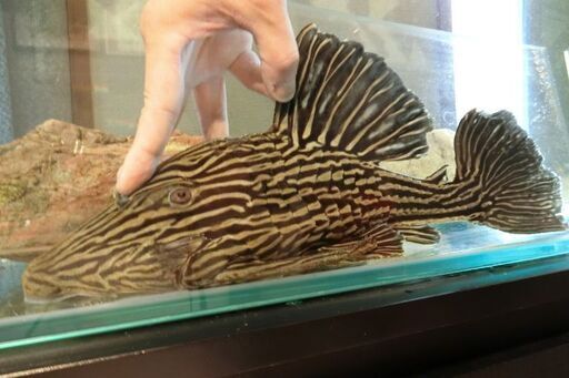 日本最大級！【超大型39cm！】ゴールデンサンダーロイヤルプレコ！