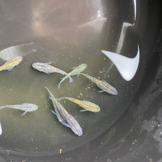 夜桜　めだか販売