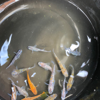 三色ラメめだか販売