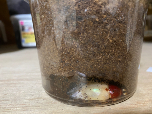 ニジイロクワガタ　ヘラクレス　飼育用品　セット