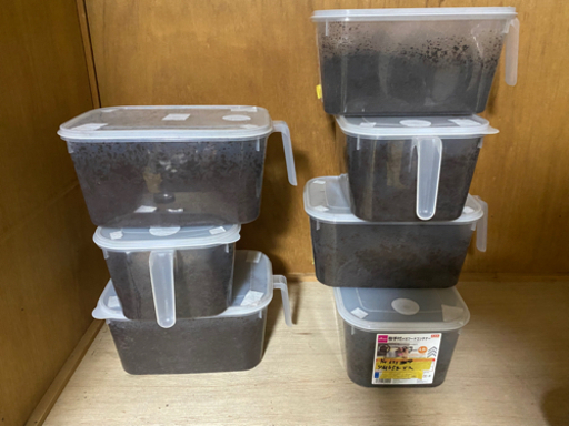 ニジイロクワガタ　ヘラクレス　飼育用品　セット