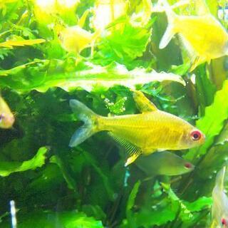レモンテトラ 熱帯魚