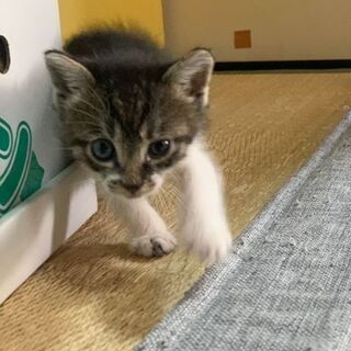 里親さん決定で終了です。
