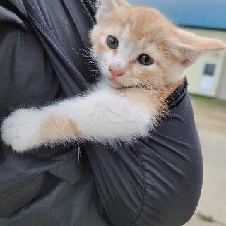 子猫2､6ヵ月 成猫の里親募集