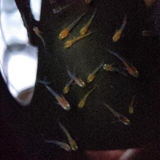 女雛メダカ稚魚30匹+α