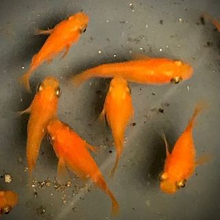 紅帝ダルマ＆半ダルマ　6匹1200円　2名様限り