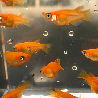 紅帝ダルマ＆半ダルマ　6匹1200円　2名様限りの画像