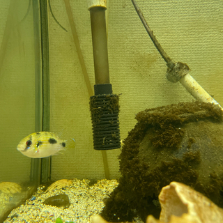 熱帯魚及び水槽など貰って下さい。