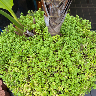 多肉植物　もりもり　セダムの画像
