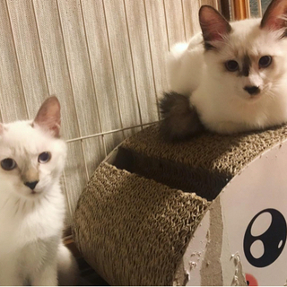更新⑤【重要なお知らせ】怒りんぼうの子猫兄妹⭐︎からしとわさびの...