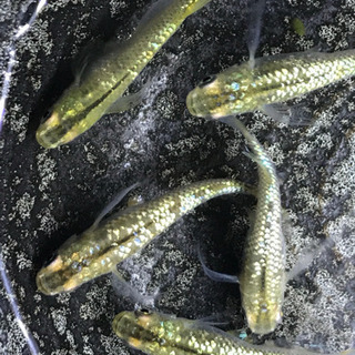 めだか 琥珀スワローラメ 稚魚 メダカ 