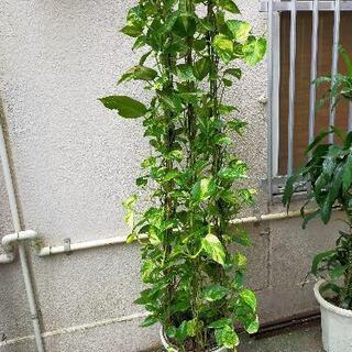 激安！　観葉植物　ポトス