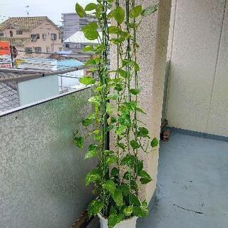 激安！　観葉植物　ポトス 2