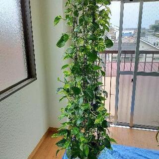 激安！　観葉植物　ポトス 3