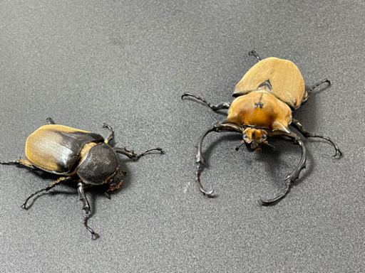 ③【完売】Mエレファスの♂♀新成虫ペア その③