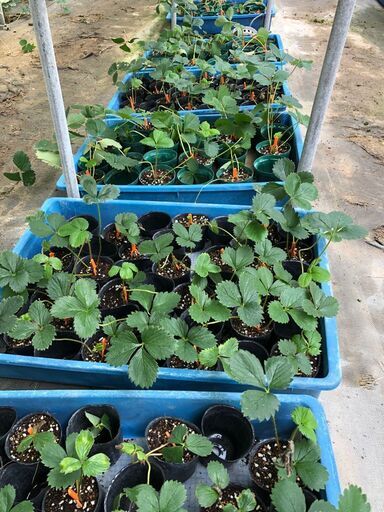 イチゴ苗（紅ほっぺ）訳あり！