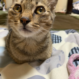 生後2ヶ月の猫の里親募集です☆【受付停止中】