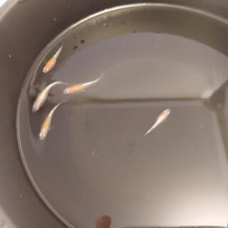 紅白ラメメダカの画像