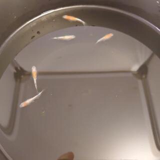 紅白ラメメダカ