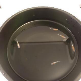 紅白ラメメダカの画像