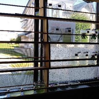 【受付終了】改良メダカ(ミックス)の画像