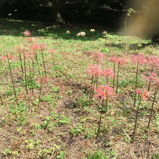 【送料無料】 彼岸花 さつま美人 1球 鹿児島の画像