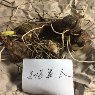 【送料無料】 彼岸花 さつま美人 1球 鹿児島の画像