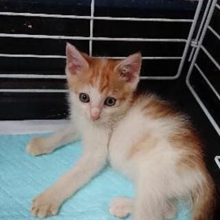 子猫