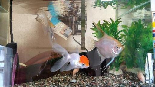 ❤金魚、エンゼル❤