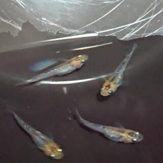 ミニヨンメダカ【月詠(つくよみ)】2ペア