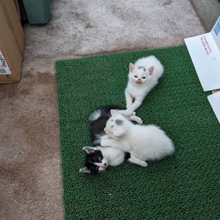 子猫　白1匹