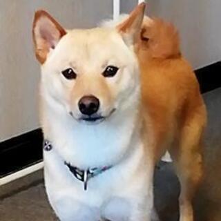 犬友募集　