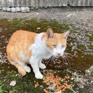 捨て猫？？耳カットアリ