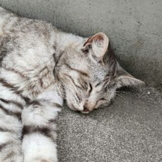 猫ちゃんが迷い込んできました！