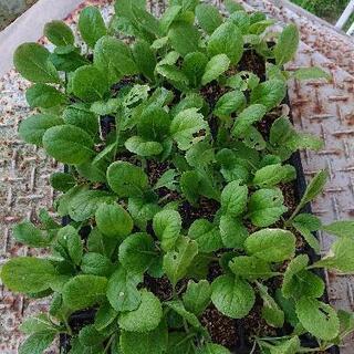 白菜の苗無料で、お譲りします！