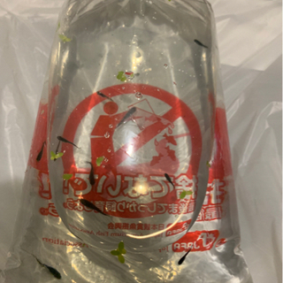 風ちゃんめだか。オロチメダカ若魚10匹＋5匹以上無選別