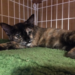 生後2ヶ月半頃の子猫3匹（黒猫のオス×１・サビ猫のメス×２）里親募集中です。 - 里親募集