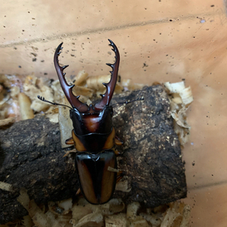 サバゲノコギリクワガタ幼虫4匹セット