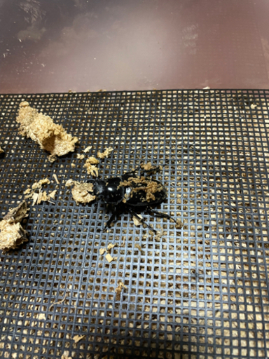 特大ギラファノコギリクワガタ(羽パカ)109mm ペア　※取り引き終了しました