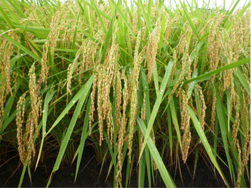 令和3年度新米★高井の名水「ていれぎの水」あきたこまち 30キロ 玄米