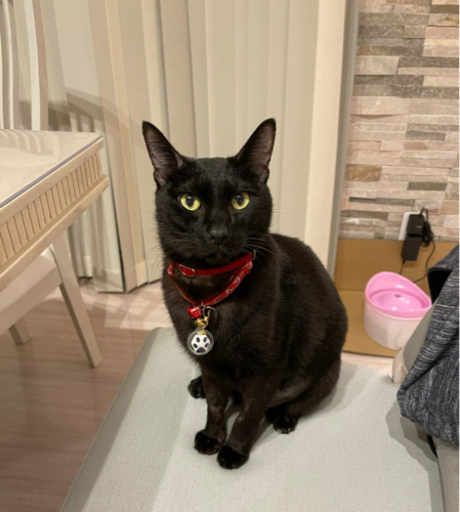 黒猫 GgXIdjHboAAl8Fn.jpg