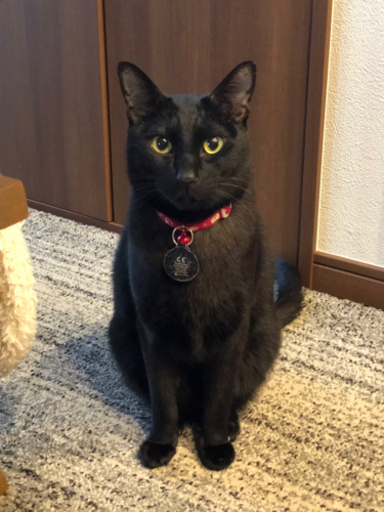 黒猫 AI絵本】くろねこミッドナイト よるのおさんぽ | さとう ななは