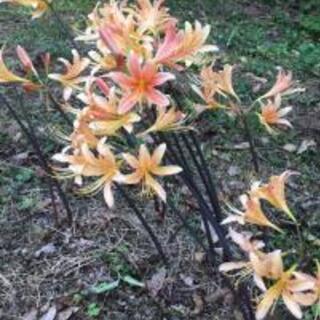 【送料無料】彼岸花 早生　紅さつま/2球セット 鹿児島