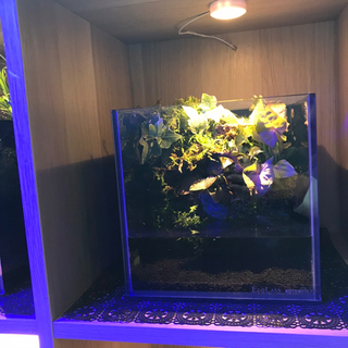 ☆★杜のメダカ☆★メダカ飼育にオススメコケリウム・テラリウム完成...
