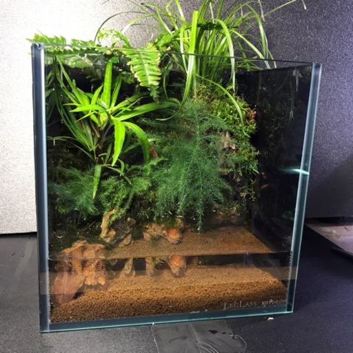 ☆杜のメダカ☆★メダカ飼育にオススメコケリウム・テラリウム完成品★20センチ★