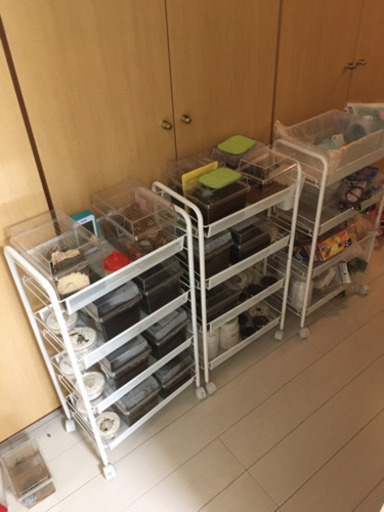 総額10万円超え！ヘラクレスやギラファ、まとめてお譲りします