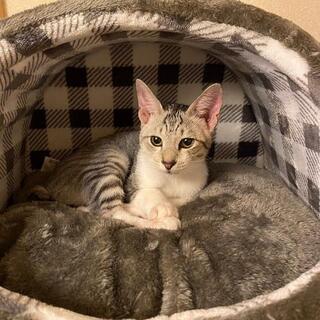 おっとりしたサバ白のムギ君