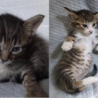 子猫の里親さん募集